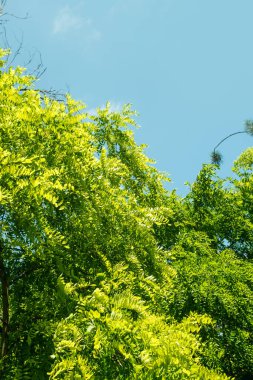 Mavi gökyüzü arka planında akasya yaprağı dokusu