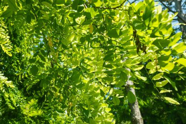 Mavi gökyüzü arka planında akasya yaprağı dokusu
