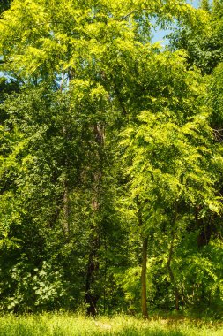 Mavi gökyüzü arka planında akasya yaprağı dokusu
