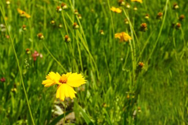 Çiçek açan sarı bir çayırlık Lanceolate coreopsis
