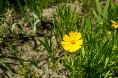 Çiçek açan sarı bir çayırlık Lanceolate coreopsis