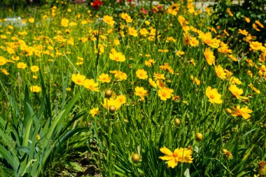 Çiçek açan sarı bir çayırlık Lanceolate coreopsis