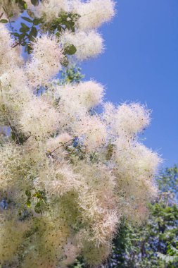 Çiçek açan Scumpia Duman Ağaçları mavi gökyüzünde