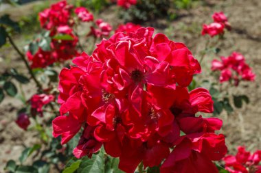 Güzel kırmızı güller çalıları