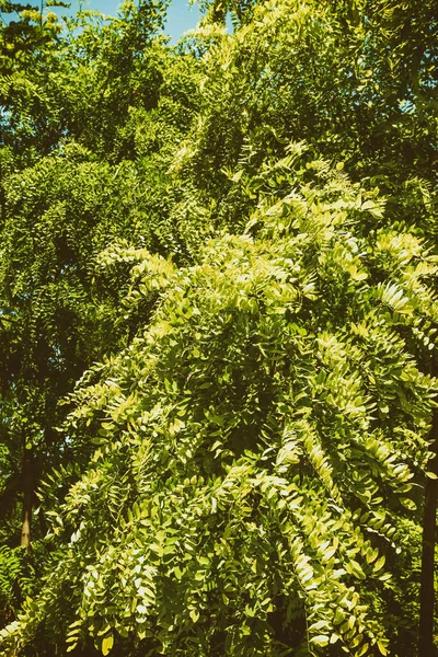 Texture Feuille Acacia Sur Fond Bleu Ciel — Photo