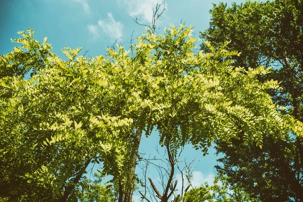 Mavi Gökyüzü Arka Planında Akasya Yaprağı Dokusu — Stok fotoğraf