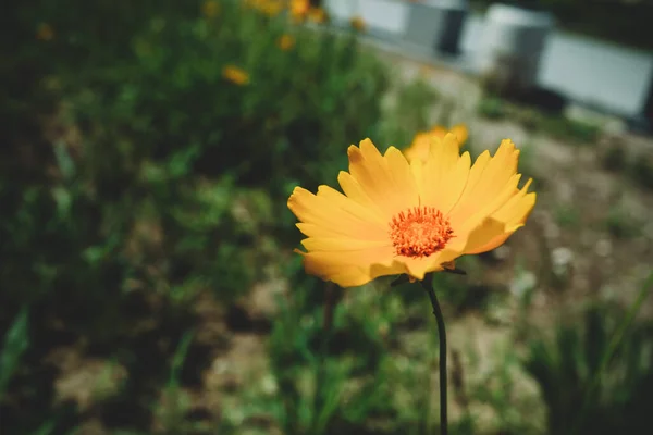 Meadow Blooming Yellow Lanceolate Coreopsis — Stock Photo, Image