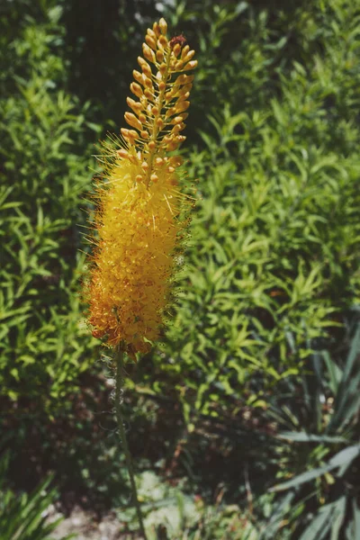 Ανθισμένο Κίτρινο Eremurus Στον Κήπο — Φωτογραφία Αρχείου