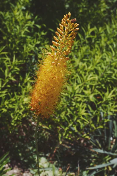 Blommande Gul Eremurus Trädgården — Stockfoto