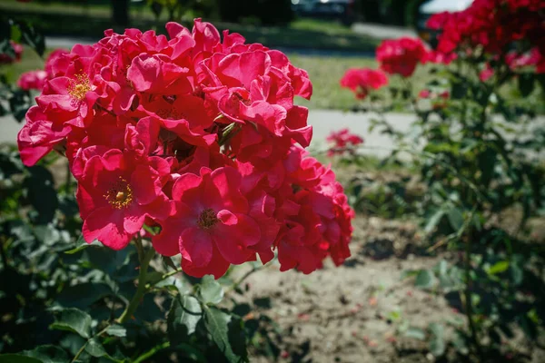 Arbustos Hermosas Rosas Rojas — Foto de Stock