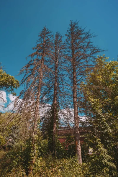 Épicéa Sec Sur Fond Ciel Bleu — Photo