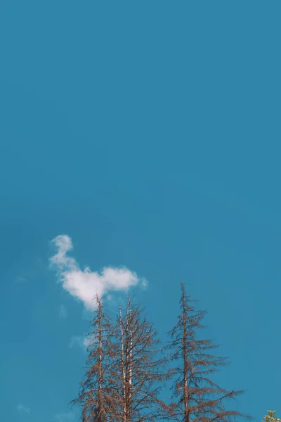 Trockene Fichte Vor Blauem Himmel — Stockfoto