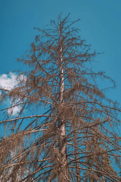 Épicéa Sec Sur Fond Ciel Bleu — Photo