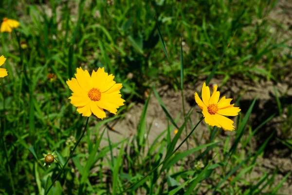 Eine Wiese Blühender Gelber Lanceolat Coreopsis — Stockfoto