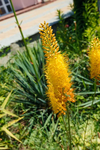 Florescendo Eremuro Amarelo Jardim — Fotografia de Stock