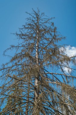 Mavi gökyüzünün arka planında kuru ladin