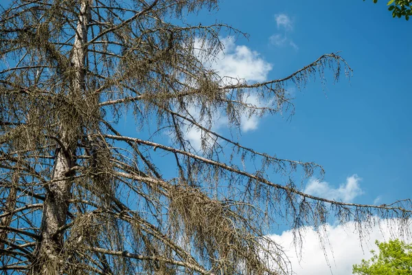 Épicéa Sec Sur Fond Ciel Bleu — Photo