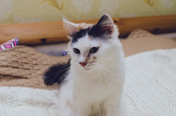 Retrato del gato —  Fotos de Stock