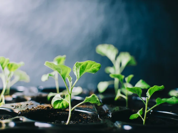 Groene planten In kamer — Stockfoto