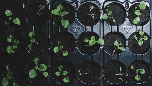 Green Plants In Room — Stock Photo, Image