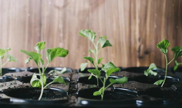 Groene planten In kamer — Stockfoto