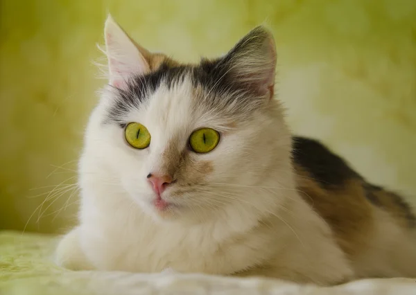 Retrato de gato — Fotografia de Stock