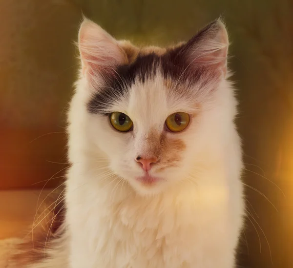 Kissankasvot — kuvapankkivalokuva