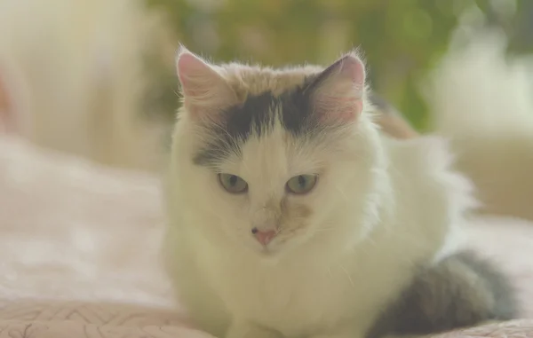 Katze auf dem Bett — Stockfoto