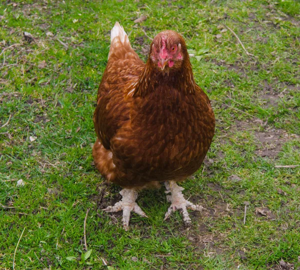 Chicken — Stock Photo, Image