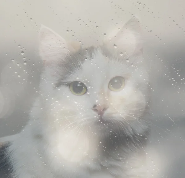 Doppelbelichtung der Katze — Stockfoto