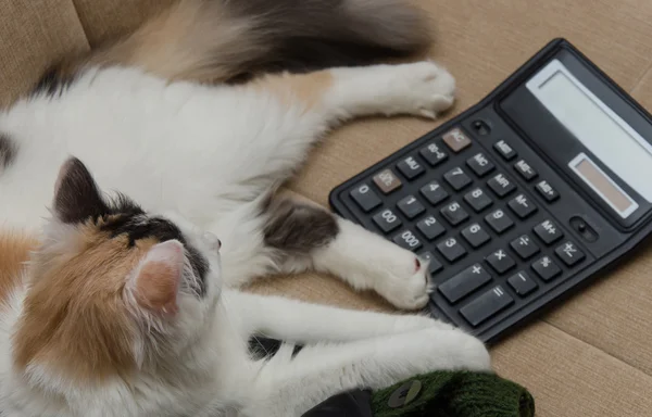 Кошка и вычислить — стоковое фото