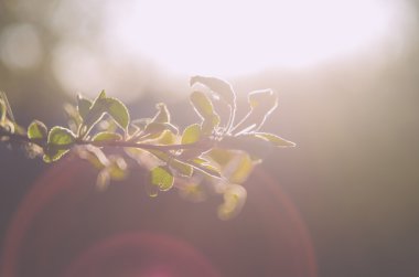 Yumuşak ışık Bracnh