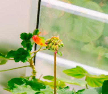 Evde küçük çiçek