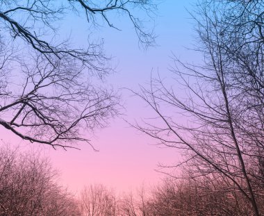 Orman alacakaranlıkta