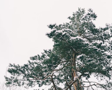 büyük yeşil ağaç
