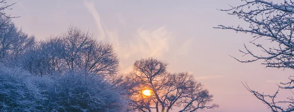 Solnedgång i parken — Stockfoto