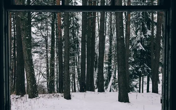 Vista sobre el bosque — Foto de Stock