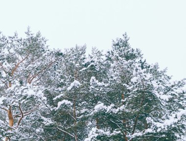 ağaçlar kar yağışı sonra