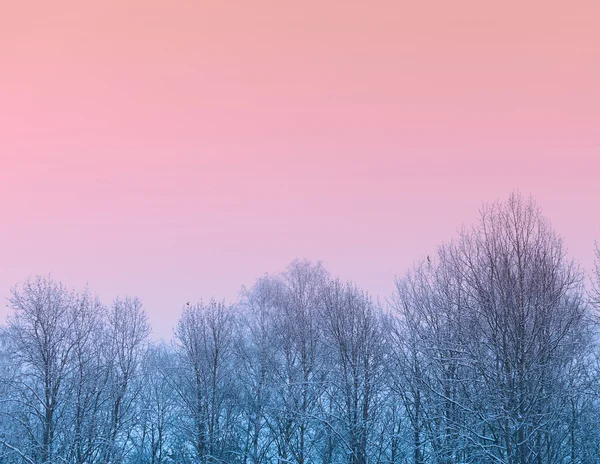 Im Wald — Stockfoto