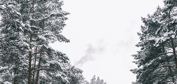 나무와 연기 — 스톡 사진