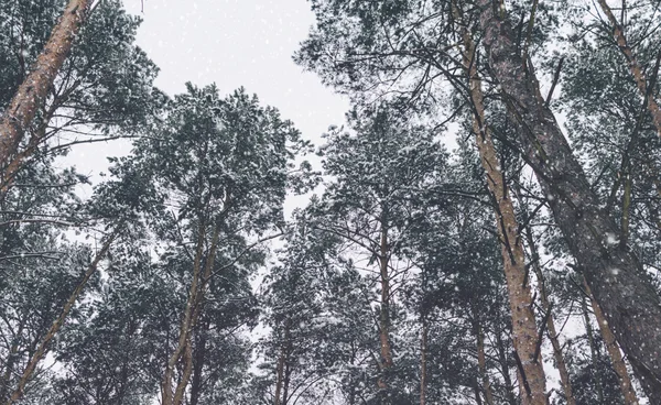 Stromy a sníh — Stock fotografie