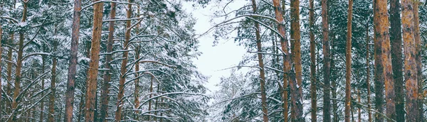 숲에 있는 나무 — 스톡 사진