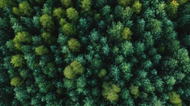 Kilátás Fiatal Zöld Fenyőerdő Magasságából Szárnyalni Fenyőerdő Felett — Stock videók