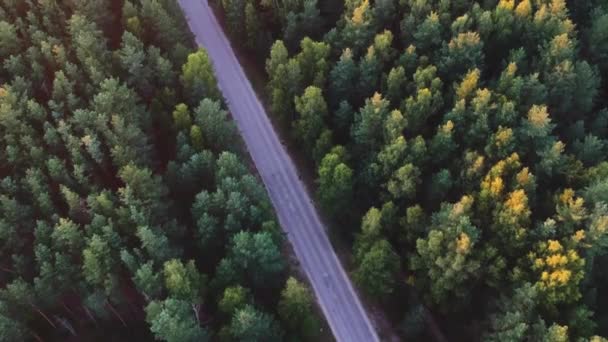 Vista Altura Carro Branco Que Passa Entre Floresta Pinheiros Verdes — Vídeo de Stock