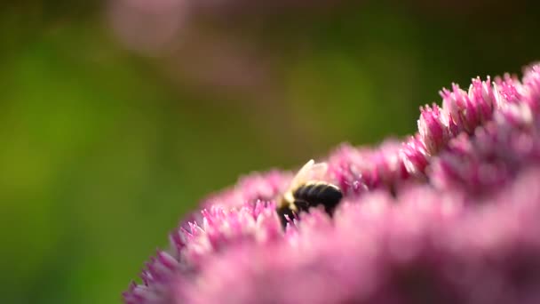 ミツバチはピンクの花から蜜を収集し 野生の蜂のマクロビデオ — ストック動画