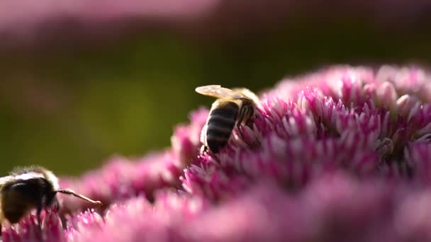 ミツバチはピンクの花から蜜を収集し 野生の蜂のマクロビデオ — ストック動画