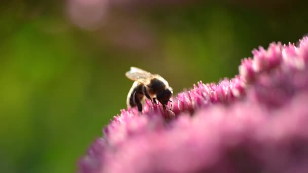 Včela Sbírá Nektar Růžového Květu Makro Video Divoké Včely — Stock video