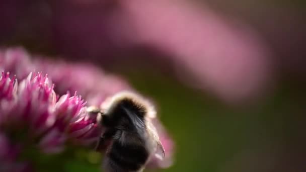 Abelha Coleta Néctar Flor Rosa Macro Vídeo Abelha Selvagem — Vídeo de Stock