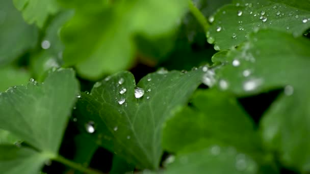 Gotas Chuva Relva Fecham Gotas Chuva Caem Sobre Trevo Gotas — Vídeo de Stock