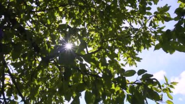 Güneş ışınları ağaçların dallarını delip geçiyor.